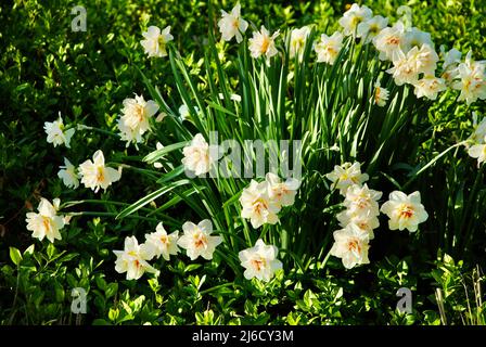 Narcisi in fiore nel nord-est dell'Ohio Foto Stock