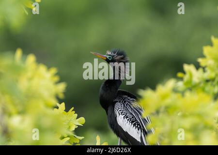 Un maschio Anhinga, o uccello serpente, mostrando fuori il relativo piumaggio di riproduzione dal relativo persico alto nella parte superiore degli alberi al rookery UTSMC a Dallas, Texas. Foto Stock