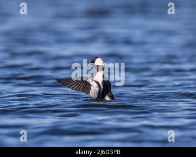 Drake bufflehead allunga le sue ali nel Wisconsin settentrionale. Foto Stock