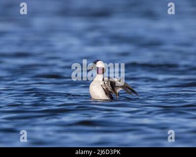 Drake bufflehead allunga le sue ali nel Wisconsin settentrionale. Foto Stock