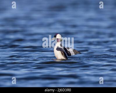 Drake bufflehead allunga le sue ali nel Wisconsin settentrionale. Foto Stock