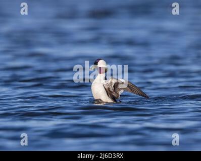 Drake bufflehead allunga le sue ali nel Wisconsin settentrionale. Foto Stock