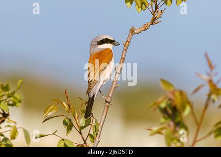 Red-backed Shrike Lanius collurio Foto Stock