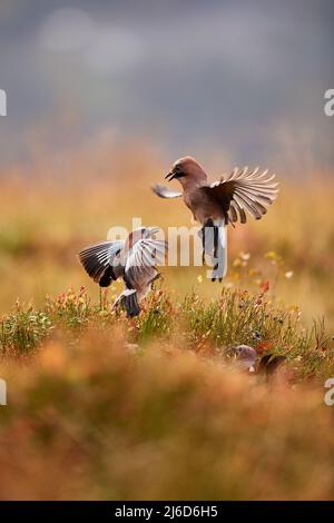 Due jays eurasiatica in lotta Foto Stock