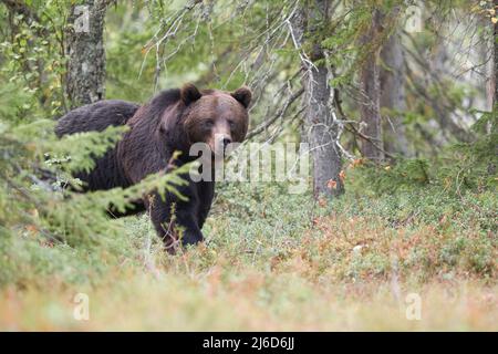 Un orso marrone nella foresta che guarda fuori da dietro gli alberi Foto Stock