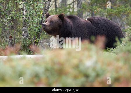 Un grosso orso bruno nella foresta con l'erba in primo piano Foto Stock