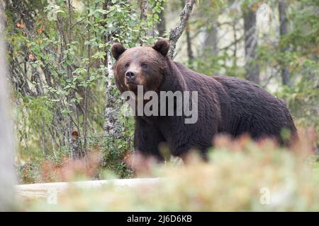 Un orso bruno della foresta Foto Stock