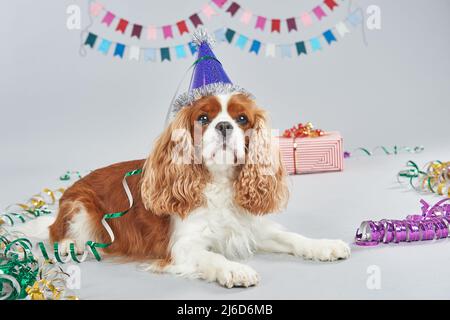 Un cane che indossa un cappello da festa Foto Stock