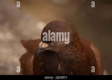 Primo piano di specie animali di piccione bruno comune Foto Stock
