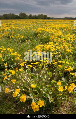Marigolds di palude (caltha palustris) che crescono a Ibsley nr Ringwood & Fordingbridge, Hampshire, Inghilterra Foto Stock