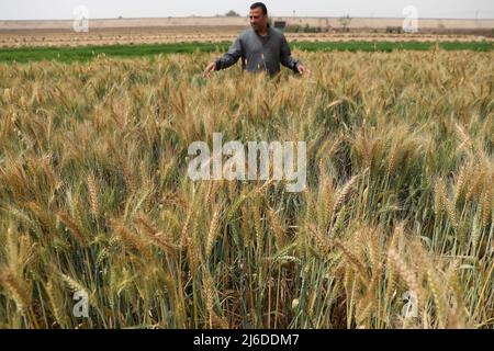 (220430) -- MONUFIA (EGITTO), 30 aprile 2022 (Xinhua) -- un agricoltore si trova in un campo di grano nella provincia di Monufia, in Egitto, il 30 aprile 2022. L'Egitto è entrato nella stagione della raccolta del grano. (Xinhua/Ahmed Gomaa) Foto Stock