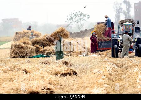 (220430) -- MONUFIA (EGITTO), 30 aprile 2022 (Xinhua) -- gli agricoltori raccolgono grano in un campo della provincia di Monufia, Egitto, il 30 aprile 2022. L'Egitto è entrato nella stagione della raccolta del grano. (Xinhua/Ahmed Gomaa) Foto Stock