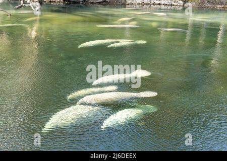 Un gregge di Florida Manatee (Trichechus manatus latirostris) che nuotano nelle acque cristalline del Blue Spring state Park in Florida, USA Foto Stock