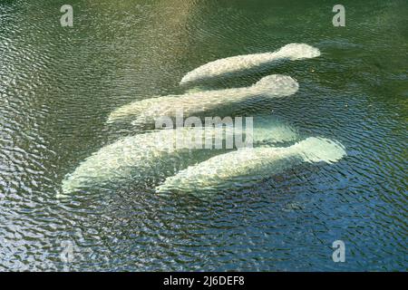 Un gregge di Florida Manatee (Trichechus manatus latirostris) che nuotano nelle acque cristalline del Blue Spring state Park in Florida, USA Foto Stock