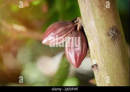 Bacao pods sul tronco dell'albero su sfondo verde sfocato Foto Stock