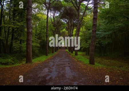 Strada nella foresta in autunno. Pineta con strada bagnata. Foto di sfondo autunno. Foto Stock