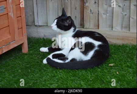 Gatto bianco e nero carino su erba verde in giardino. Foto Stock