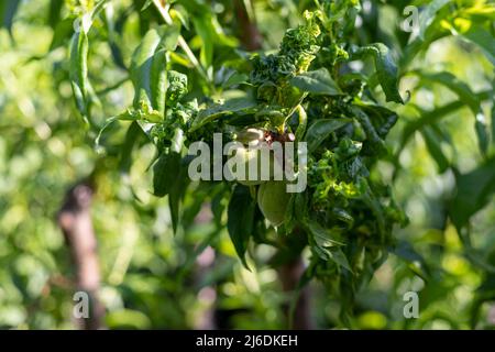 Pesca albero di frutta con foglie di riccio malattie primo piano Foto Stock