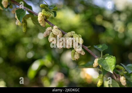 Frutta di Mulberry su un ramo di albero nella foresta Foto Stock