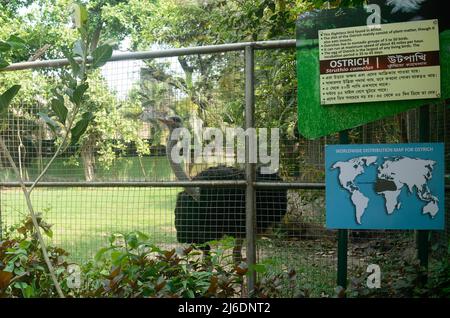 Lo struzzo nella gabbia. Alipur Zoological Garden, Kolkata, Bengala Occidentale, India Asia Meridionale. Aprile 22, 2022 Foto Stock