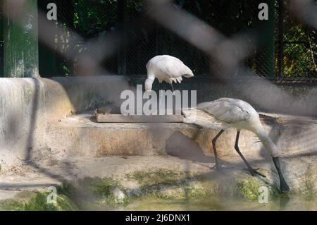 Neve White Spoonbill pesca di uccelli vicino al laghetto. Animali selvatici. Foto Stock