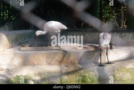 Neve White Spoonbill pesca di uccelli vicino al laghetto. Animali selvatici. Foto Stock