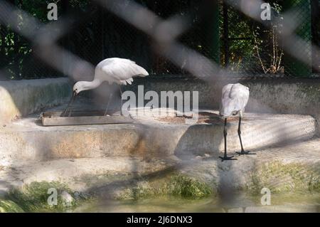 Neve White Spoonbill pesca di uccelli vicino al laghetto. Animali selvatici. Foto Stock