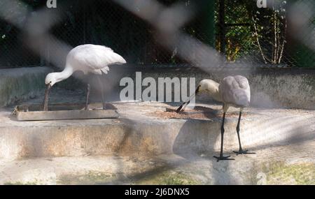 Neve White Spoonbill pesca di uccelli vicino al laghetto. Animali selvatici. Foto Stock