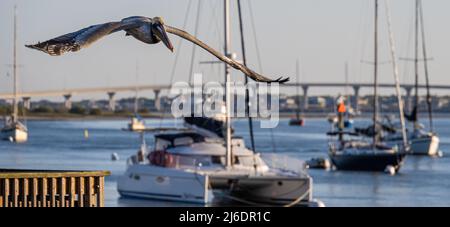 Si avvicina il pellicano e ospita barche a vela sulla baia di Matanzas nella città vecchia di St. Augustine, Florida. (USA) Foto Stock