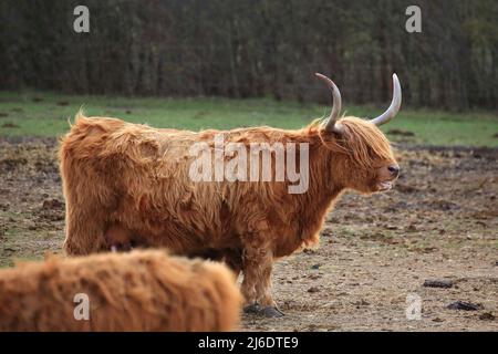 Vista laterale di un bestiame altopiano scozzese con corna lunghe. Foto Stock