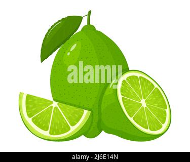 Lime fresco intero, mezza fetta e lime con foglie isolate su sfondo bianco. Frutta estiva per uno stile di vita sano. Frutta biologica. Stile cartoon. VEC Illustrazione Vettoriale