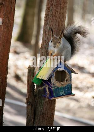 Uno scoiattolo siede su un alimentatore sotto forma di casa e attende un dado Foto Stock