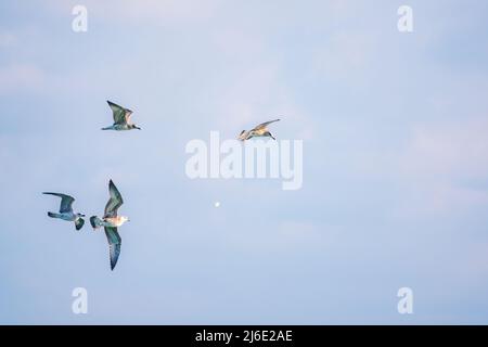 Quattro gabbiani di mare nel cielo azzurro chiaro. Il grande gabbiano nero-backed, Larus marinus, volando in cielo blu chiaro sfondo, Foto Stock