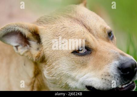 Arrabbiato misto razza del cane del personale, colpo di testa. Foto Stock