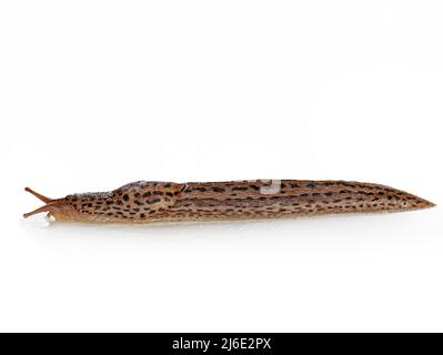 Vista laterale di un leopardo slug o grande grigio slug, Limax maximus, isolato su sfondo bianco Foto Stock