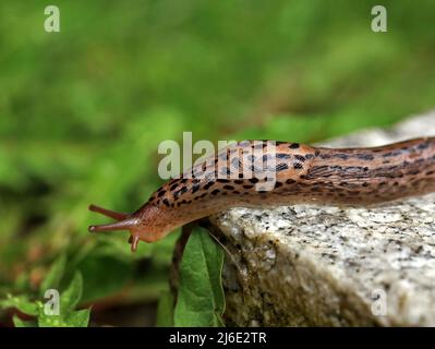 Leopardo Slug o grande goloso Slug, Limax maximus, strisciando su pietra di granito in giardino in una giornata piovosa Foto Stock