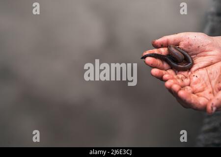 Verme di terra nelle mani del bambino dopo la pioggia Foto Stock