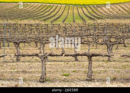 Filari di vigneti nei campi della Navarra, Spagna Foto Stock