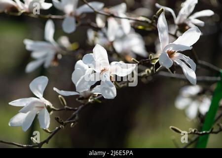I fiori bianchi della Magnolia sui rami si avvicinano. Foto Stock