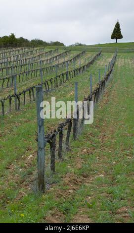 Filari di vigneti nei campi della Navarra, Spagna Foto Stock