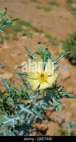 Fiore completamente fiorito di Argemone Mexicana fiore, Bermuda Thistle, kateri ka phool ecc Spoted in ooty Foto Stock