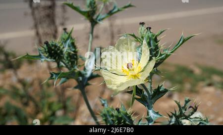 Fiore completamente fiorito di Argemone Mexicana fiore, Bermuda Thistle, kateri ka phool ecc Spoted in ooty Foto Stock