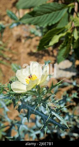 Fiore completamente fiorito di Argemone Mexicana fiore, Bermuda Thistle, kateri ka phool ecc Spoted in ooty Foto Stock