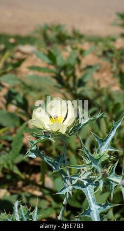 Fiore completamente fiorito di Argemone Mexicana fiore, Bermuda Thistle, kateri ka phool ecc Spoted in ooty Foto Stock