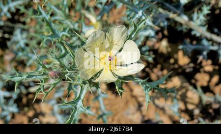 Fiore completamente fiorito di Argemone Mexicana fiore, Bermuda Thistle, kateri ka phool ecc Spoted in ooty Foto Stock