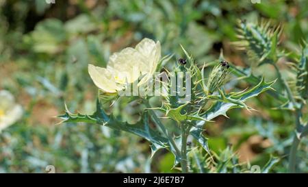 Fiore completamente fiorito di Argemone Mexicana fiore, Bermuda Thistle, kateri ka phool ecc Spoted in ooty Foto Stock