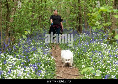 Una signora che prende il suo cane da compagnia per una passeggiata attraverso i boschi vicino a Worfield a Shropsire, Regno Unito Foto Stock