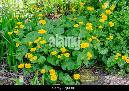 Caltha palustris, noto come marsh-marigold e kingcup che cresce in un giardino, fiorito con fiori gialli. Foto Stock