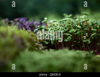 Fresco vario microgenerato, cibo sano. Mangiare sano e prendersi cura della natura. Verde erba di ravanello fresco, orto sul davanzale. Foto Stock