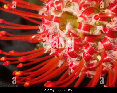 Primo piano di un fiore protea rosso brillante su sfondo scuro Foto Stock